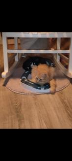 Nieuw huisje voor katten, Poes, Langharig, 0 tot 2 jaar