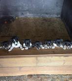 boerenfox pups, Dieren en Toebehoren, Rabiës (hondsdolheid), Overige rassen, 8 tot 15 weken, Meerdere