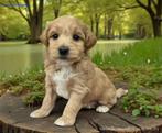 Gezocht  Labradoodle of ander  hondje., Dieren en Toebehoren, Honden | Chihuahua's en Gezelschapshonden, Poedel, CDV (hondenziekte)
