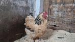 Buff sussex hen, Vrouwelijk, Kip