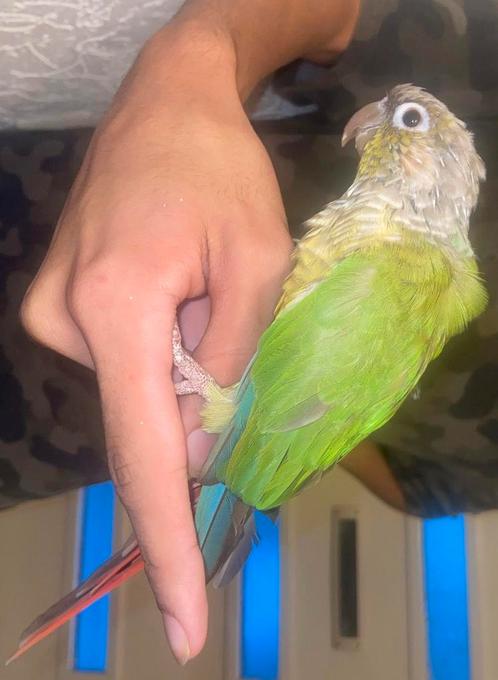Knappe pyrrhura te koop, Dieren en Toebehoren, Vogels | Parkieten en Papegaaien, Papegaai, Mannelijk