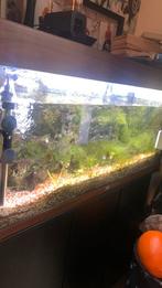Hele grote aquarium, Ophalen of Verzenden, Zo goed als nieuw