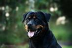 Rottweiler dekreu Billy, Rabiës (hondsdolheid), 3 tot 5 jaar, Reu, Nederland