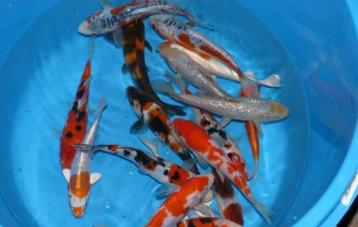 HQ Import koi 19 / 24 cm bij Koidream in Valburg beschikbaar voor biedingen