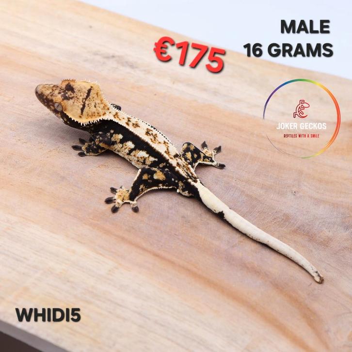 Wimpergekko Correlophus ciliatus JOKERGECKOS