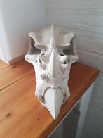 Helloween Ornament drakenkop, Ophalen of Verzenden