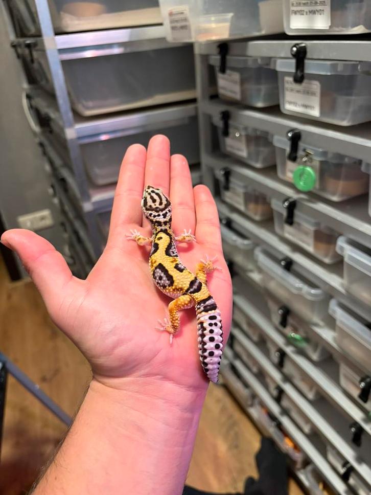 1.0 white and yellow firebold cros het tremper luipaardgekko, Dieren en Toebehoren, Reptielen en Amfibieën, Hagedis, 0 tot 2 jaar