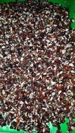 Boekweit top aas voor karper, Ophalen of Verzenden, Nieuw, Overige typen