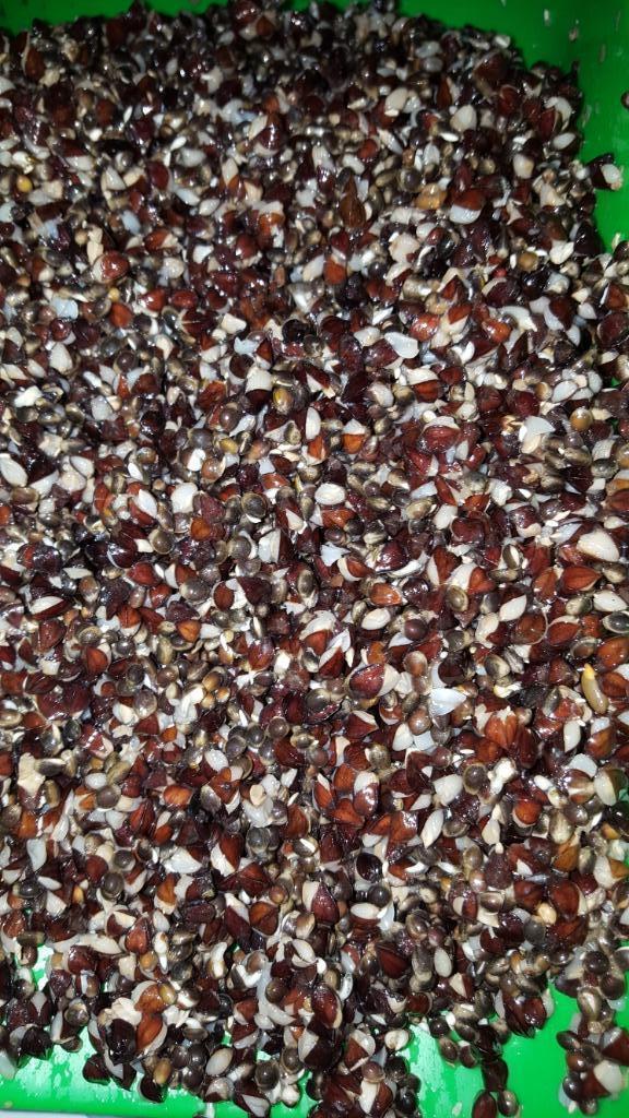 Boekweit top aas voor karper, Watersport en Boten, Hengelsport | Karpervissen, Nieuw, Overige typen, Ophalen of Verzenden