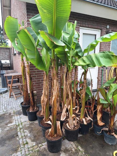 Musa basjoo, bananenplant, banaan, Tuin en Terras, Planten | Bomen, Overige soorten, Minder dan 100 cm, Volle zon, Zomer, Ophalen