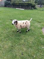 Te Koop: 1 makke bonte mooie dekram, Dieren en Toebehoren, Schapen, Geiten en Varkens, Mannelijk, Schaap, 0 tot 2 jaar