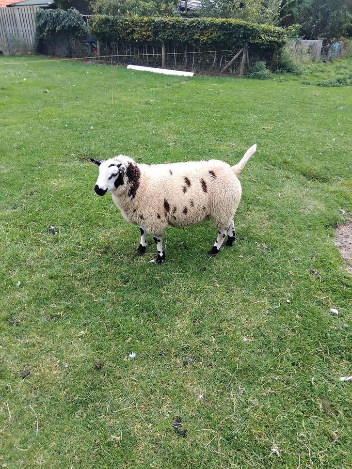 Te Koop: 1 makke bonte mooie dekram, Dieren en Toebehoren, Schapen, Geiten en Varkens, Schaap, Mannelijk, 0 tot 2 jaar