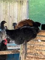 Kippen te koop, Dieren en Toebehoren, Pluimvee, Vrouwelijk, Kip