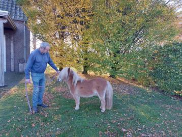 Prachtige mini pony  beschikbaar voor biedingen