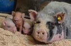 Micro göttinger biggetjes verwacht, Dieren en Toebehoren, Meerdere dieren, Varken