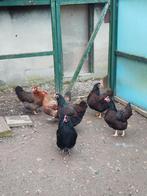 Austrolop, Bielefelder, Barnefelder, Dieren en Toebehoren, Pluimvee, Vrouwelijk, Kip