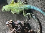 Smaragdstekelleguaan / sceloporus malachiticus 2.2, Dieren en Toebehoren, Reptielen en Amfibieën, Hagedis, 0 tot 2 jaar