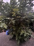 Vijgenboom - Tuinplant, Ophalen, Volle zon, Vaste plant, Bloeit niet