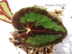 Begonia Dinhdui, Overige soorten, Minder dan 100 cm, Ophalen of Verzenden, Halfschaduw