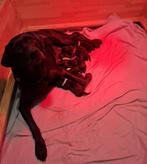 Labrador pups, 8 tot 15 weken, Labrador retriever, Meerdere, Meerdere dieren