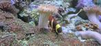 Gold stripe maroon fish, nemo, clownvis, Dieren en Toebehoren, Vissen | Aquariumvissen, Vis