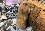 Hele lieve tamme goudhamsters ( rechtstreeks van de fokker), Hamster, April, Vrouwelijk, Tam