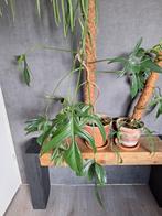 philodendron glad hands, Huis en Inrichting, Kamerplanten, Overige soorten, Minder dan 100 cm, Ophalen of Verzenden, Halfschaduw