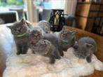 Britse korthaar Raszuiver (Blauw-grijs)/1 langhaar, Dieren en Toebehoren, Katten en Kittens | Raskatten | Korthaar, Meerdere dieren