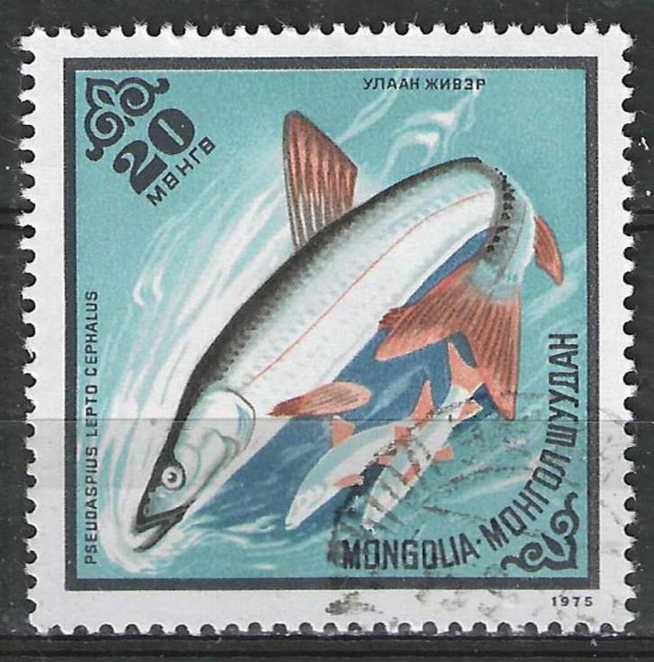 Mongolie 1975 - Yvert 801 - Vissen - Pseudaspius lepto (ST), Postzegels en Munten, Postzegels | Azië, Gestempeld, Midden-Oosten