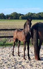 Luxe fries hengstveulen friese hengst  en makke a bixie pony, Dieren en Toebehoren, Paarden, Hengst, 0 tot 2 jaar