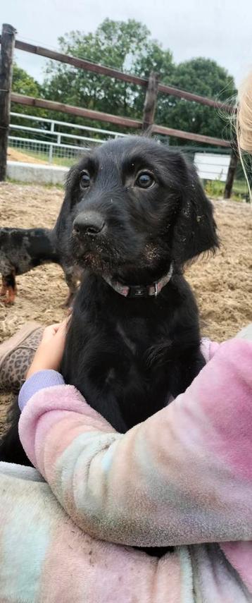 Lieve, mooie pups, moeder labrador, vader middelmaat poedel beschikbaar voor biedingen