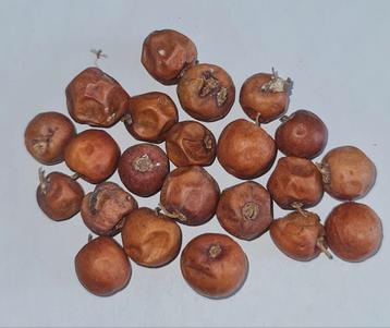 Jujube zaden (Ziziphus jujuba)  beschikbaar voor biedingen