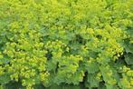 Vrouwenmantel/Alchemilla mollis, Tuin en Terras, Planten | Tuinplanten, Ophalen, Bodembedekkers, Volle zon, Vaste plant