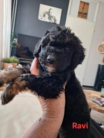 Bernedoodles multigen per 31 Aug. huisk groot gebracht beschikbaar voor biedingen