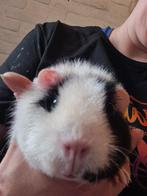 Cavia zeugje rex, Dieren en Toebehoren, Knaagdieren, Cavia, April, Vrouwelijk, Tam