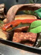 Rattenslangen incl toebehoren, Dieren en Toebehoren, Reptielen en Amfibieën, Slang, Met terrarium, 3 tot 6 jaar