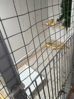 Goudvinken te koop beëindigen hobby!!!, Meerdere dieren, Tropenvogel
