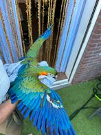 2 kuikens Ara Catalina Macaw **nog 1 beschikbaar**, Meerdere dieren, Papegaai, Geringd