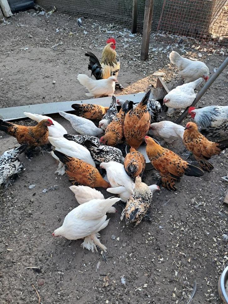 Sabelpoot, Dieren en Toebehoren, Pluimvee, Kip, Meerdere dieren