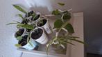 Te koop miniplantjes 1 euro p/s, Huis en Inrichting, Kamerplanten, Ophalen of Verzenden, Halfschaduw, Minder dan 100 cm