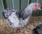 Orpington zilverpatrijs hanen (zeldzame kleurslag), Dieren en Toebehoren, Pluimvee, Mannelijk, Kip