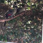 2-0 witwang toerako's, Dieren en Toebehoren, Mannelijk, Wildzangvogel, Geringd