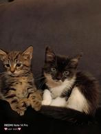 4 hele lieve mooie Maine Coons, Dieren en Toebehoren, Katten en Kittens | Raskatten | Langhaar, Ontwormd