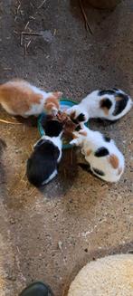 Jonge poesjes  De twee bonte poesjes zijn er nog, Dieren en Toebehoren, Meerdere dieren, Kortharig, 0 tot 2 jaar