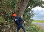 Boomverzorging/ bomen kappen of snoeien, Diensten en Vakmensen, Tuinmannen en Stratenmakers, Garantie, Tuinonderhoud of Snoeiwerk
