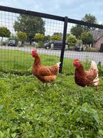 Hand tamme Legkipjes, Dieren en Toebehoren, Meerdere dieren, Kip