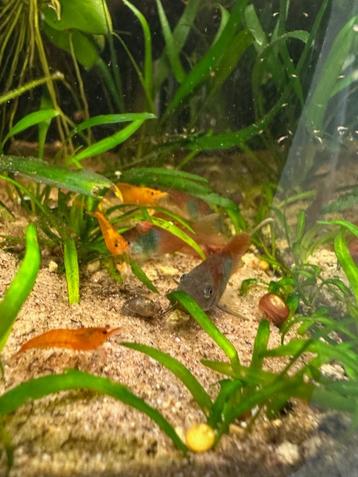 Corydoras Venz Orange beschikbaar voor biedingen
