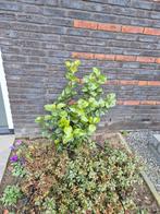 Camelia tricolor, Ophalen, Vaste plant, Overige soorten, Volle zon