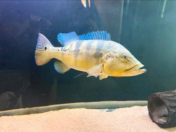 Cichla piquiti arowana datnioides potamotrygon gar rog aal beschikbaar voor biedingen