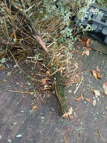 Gratis Takken voor Haardvuur beschikbaar voor biedingen